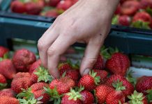 L’opinione dei cittadini europei sulla Politica agricola comune (PAC)